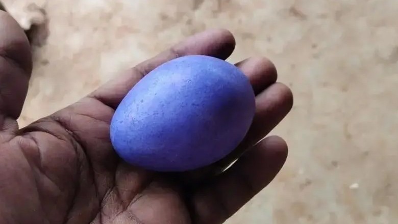 بھارت میں مرغی نے نیلا انڈا دے کر سب کو حیران کردیا
