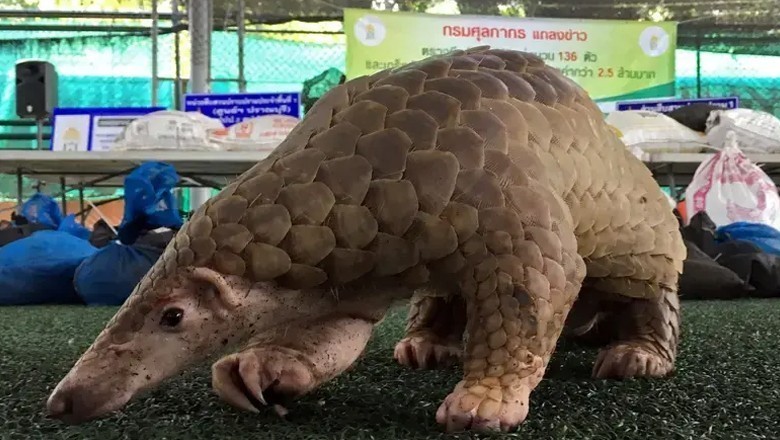 پنگولین کو سیلابی ریلے میں پھینکنے والا ٹک ٹاکر گرفتار