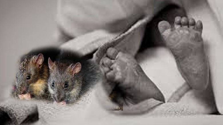 بھارت کے سرکاری اسپتال میں چوہے کے کاٹنے سے 2 نومولود بچیاں جاں بحق