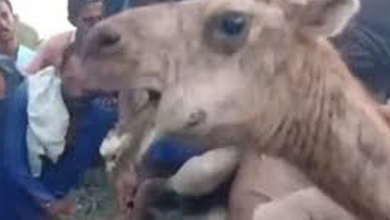 سکھر میں معصوم اونٹنی کی ٹانگ کاٹنے والے دو ملزمان گرفتار، علاج کیلیے کراچی منتقل