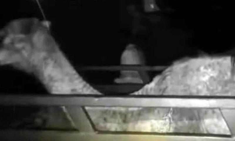 سکھر میں سفاک زمیندار نے اونٹ کی ٹانگ کاٹ دی