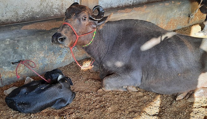 ظلم کی انتہا، آپسی جھگڑے پر حاملہ بھینس کی دو ٹانگیں کاٹ دی گئیں