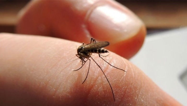 خیبر پختونخوا: پشاور کے ایک علاقے میں چکن گونیا وبا کی شکل اختیار کرگیا