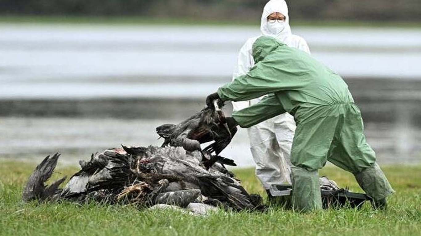 برڈ فلو نے جرمنی کو لپیٹ میں لے لیا، لاکھوں جانور ہلاک