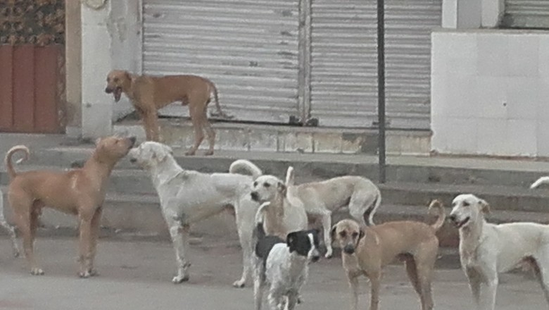 کراچی میں 5 روز کے دوران آوارہ کتوں کے کاٹنے کے 850 کیسز رپورٹ