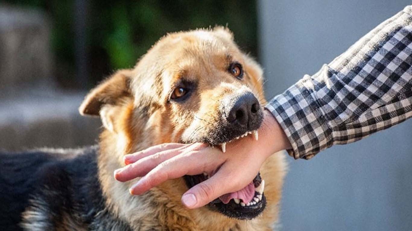 چمن کا 18 سالہ نوجوان ریبیز میں مبتلا،علاج کیلئے کراچی منتقل