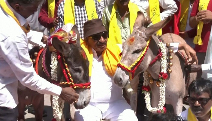 ویلنٹائنز ڈے پر گدھا اور گدھی کی شادی