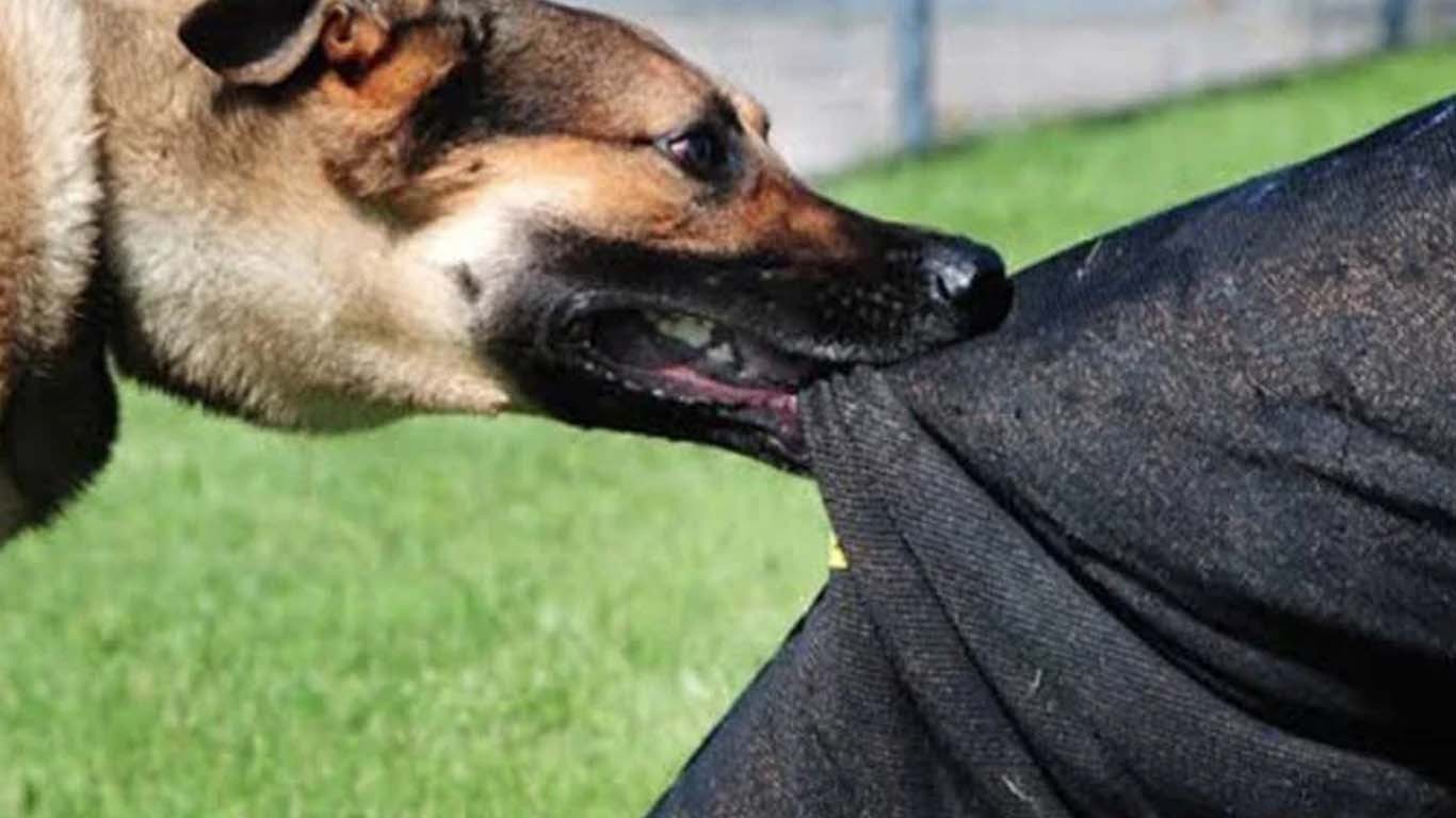 کراچی: 10 سالہ بچی ریبیز کے باعث انتقال کرگئی