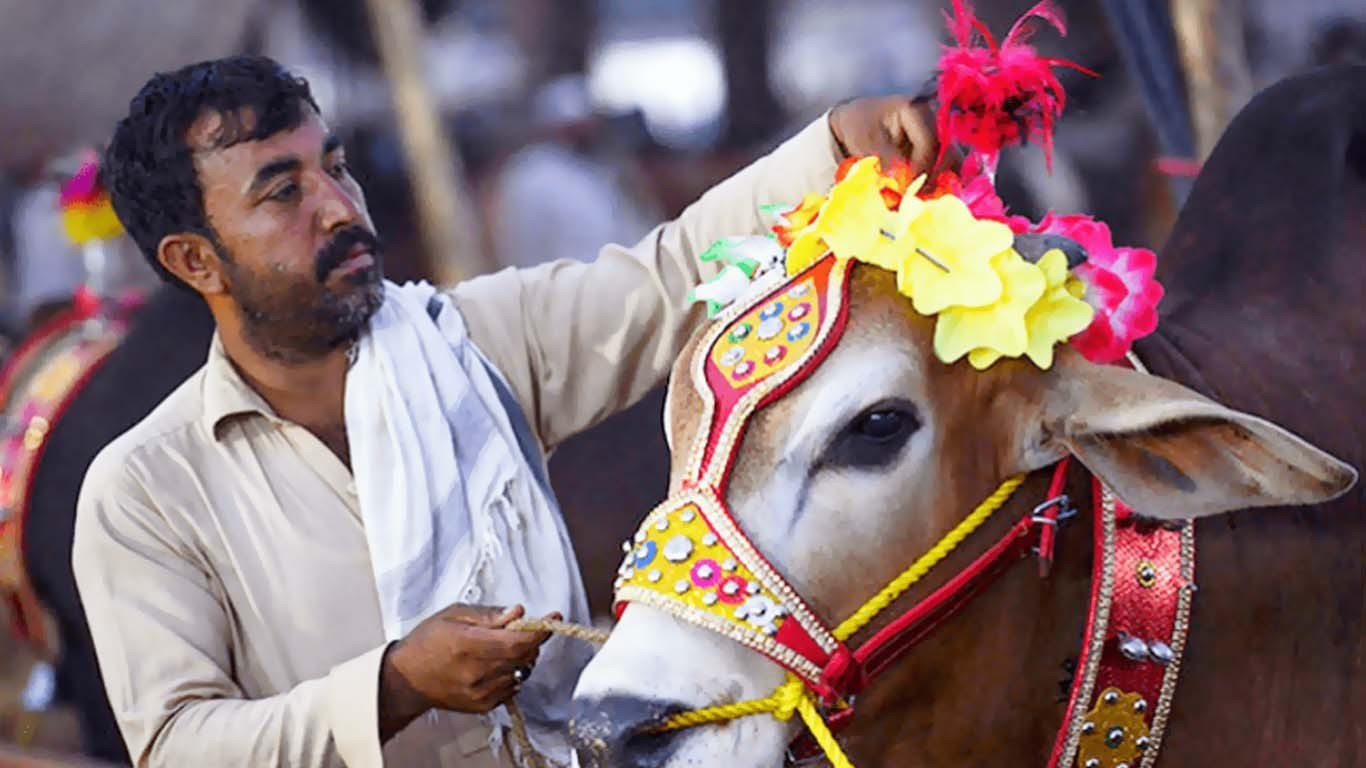 مویشی منڈیاں بھر گئیں جانوروں کی خریداری عروج پر