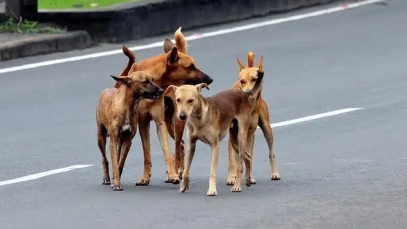 آوارہ کتوں نے 15 ماہ کی معصوم بچی کو بھنبھوڑ ڈالا